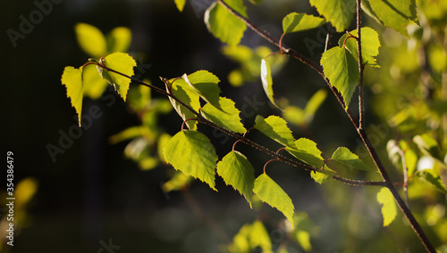 Nature background. The branch of a birch close up. Fresh green birch leaves glowing in sunlight. Spring background