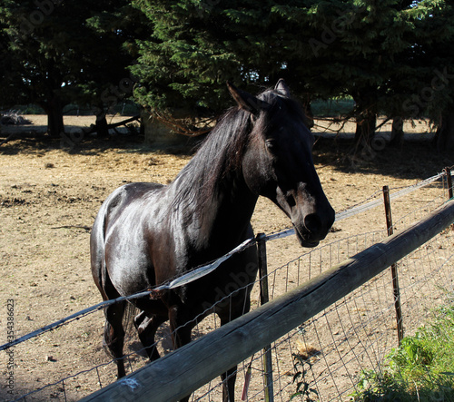 chevaux / cheval