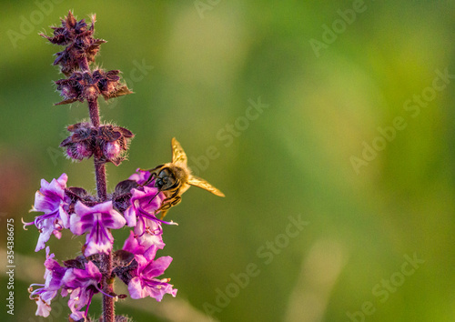 bee on a flower