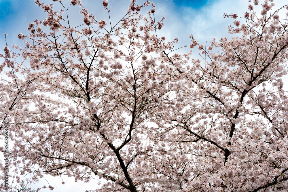 white cherry blossoms against a blue sky in Salem, Oregon white cherry blossoms against a blue sky in Salem, Oregon