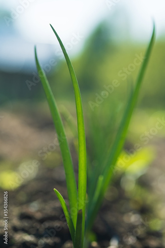 Stalks of young green onion growing in the garden. Onion leaves are sprouted in the blurred background. Selective focus