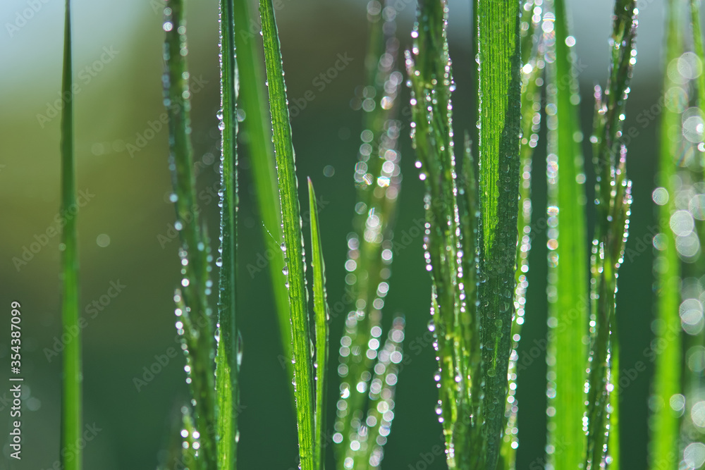 Drops of dew on the grass, blurred background. Selective focus. Drops of dew on the grass, blurred background. Selective focus.