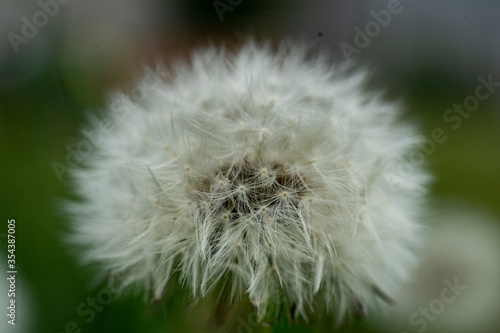 dandelion macro in spring with green background