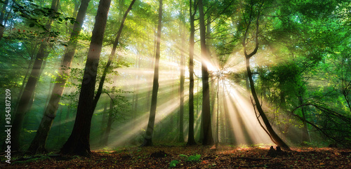 Luminous rays of sunlight shining through the mist and green foliage in a forest clearing, a panoramic landscape 