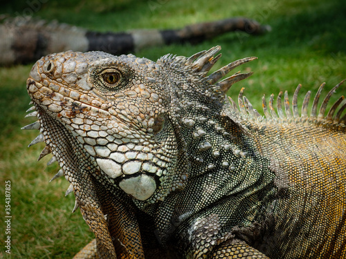 Urban Iguana sunbathing on the lawn in Parque Samanes (Parque de las Iguanas) in Guayaquil, Ecuador