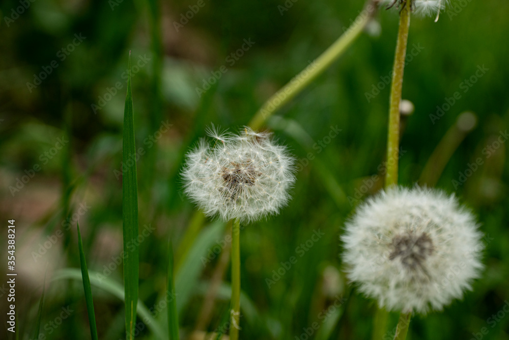 dandelion macro in spring with green background