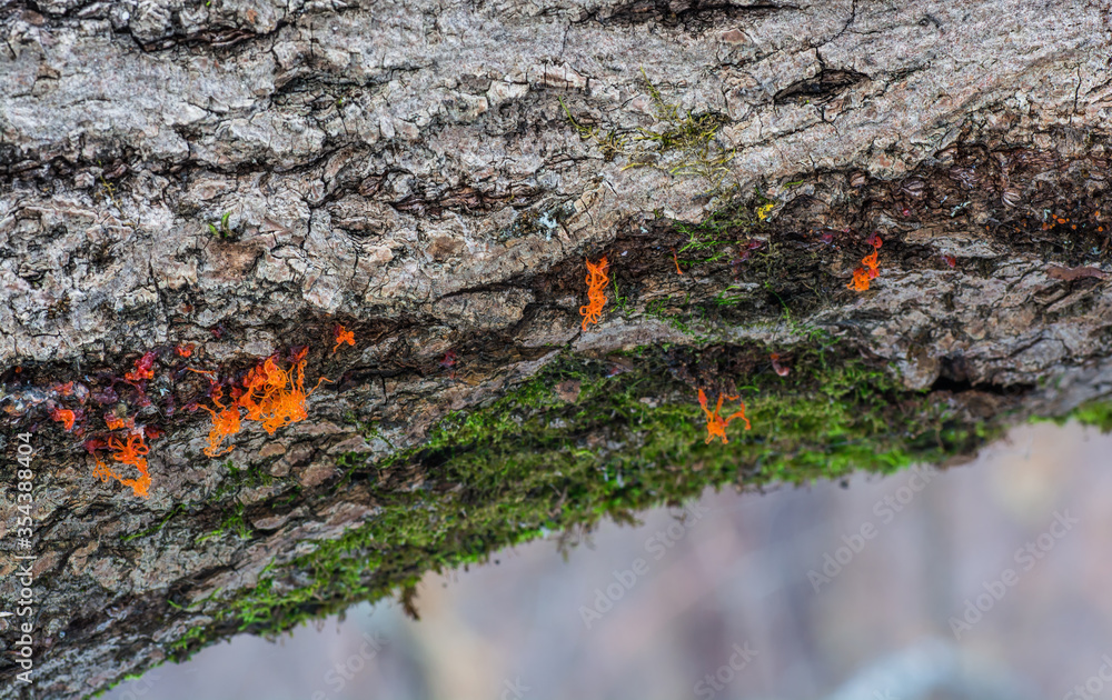 Moss and orange mushrooms growing on a tree Moss and orange mushrooms growing on a tree