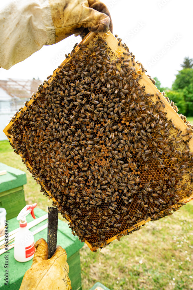 beekeeper at work with honeycomb beekeeper at work with honeycomb