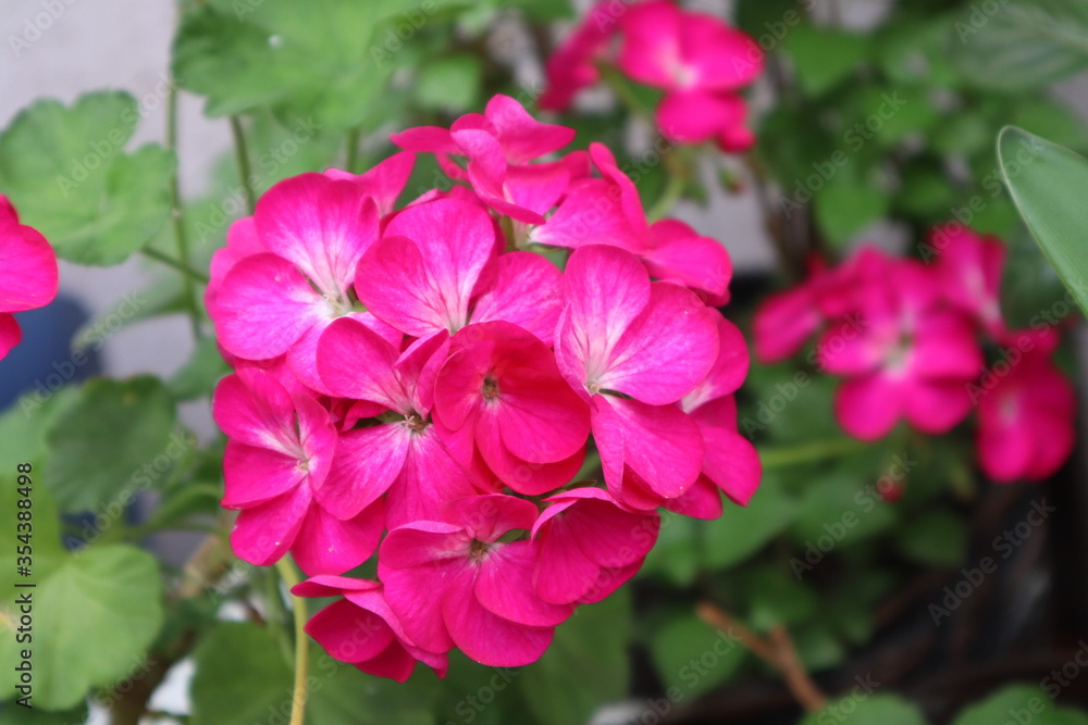 Pink geranium flower in the garden Pink geranium flower in the garden