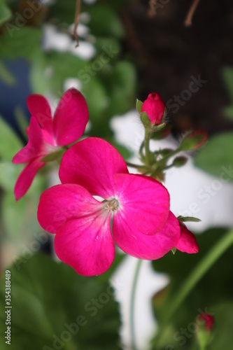 Pink geranium flower in the garden