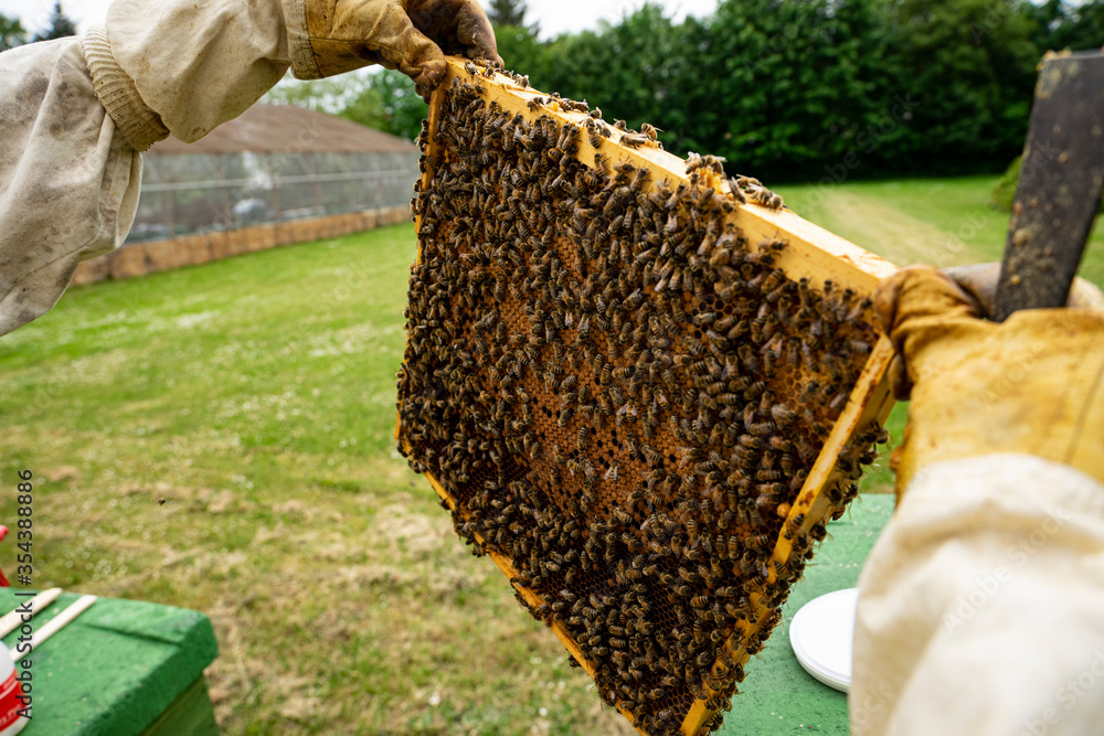beekeeper at work with honeycomb beekeeper at work with honeycomb