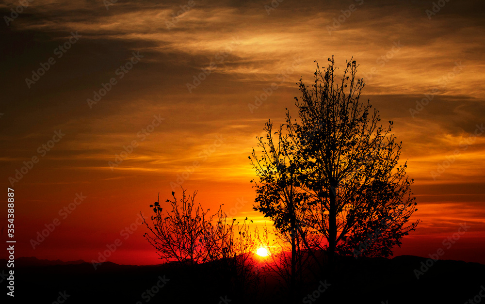A beautiful silhouette of tree and sunset A beautiful silhouette of tree and sunset