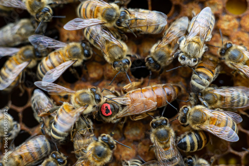 honey queen bee close up on honeycomb