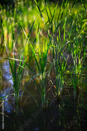 Bulrush grows in a pond