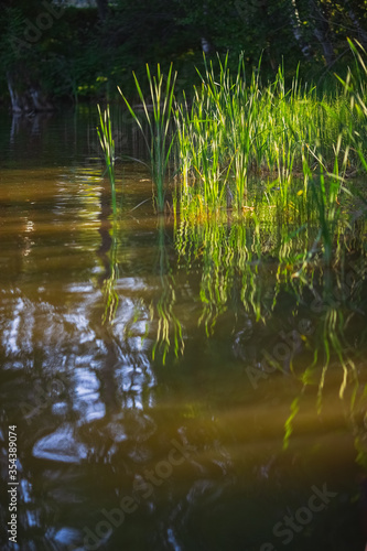 Bulrush grows in a pond