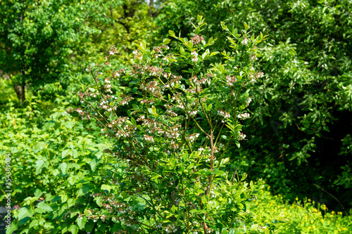 Fototapeta Naklejka Na Ścianę i Meble -  Flowering pink blueberry bush. Reproduction of fruitful bushes of black berries on the farm.
