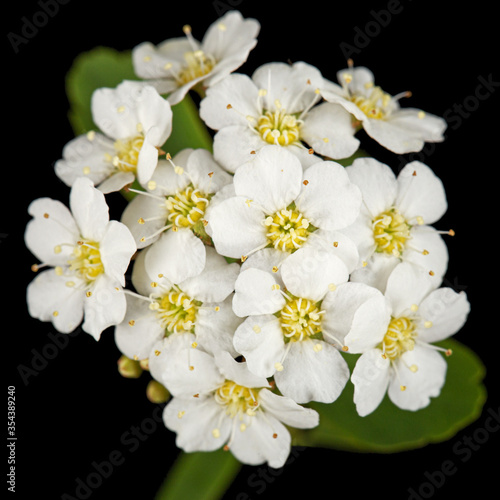 White flowers of Spirea aguta or Brides wreath  isolated on black background