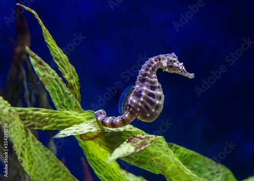 seahorse on a underwater leaf