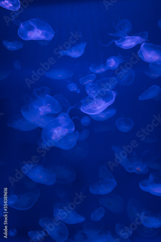 neon light jellyfish in the water