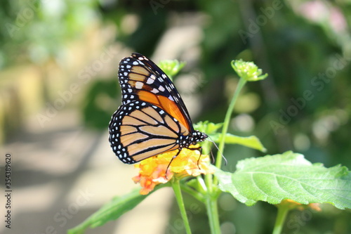 Orange  black and white  Monarch Butterfly  in Innsbruck  Austria. Its scientific name is Danaus Plexippus  native to North  Central and South America.