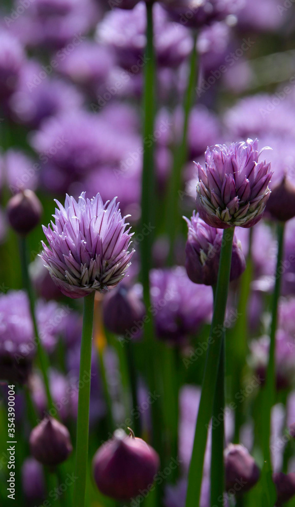 The purple chives field The purple chives field