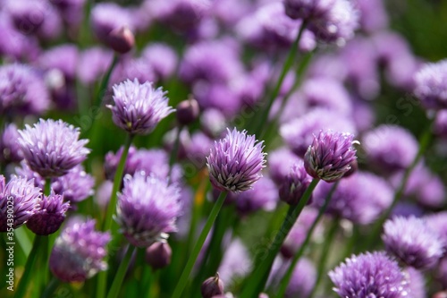 The purple chives field