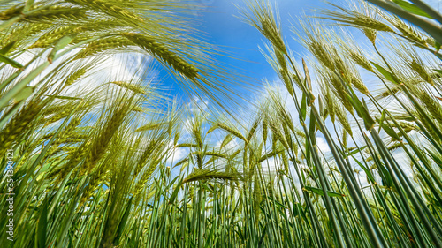 Unripe  green ears of rye. Agriculture. Background.