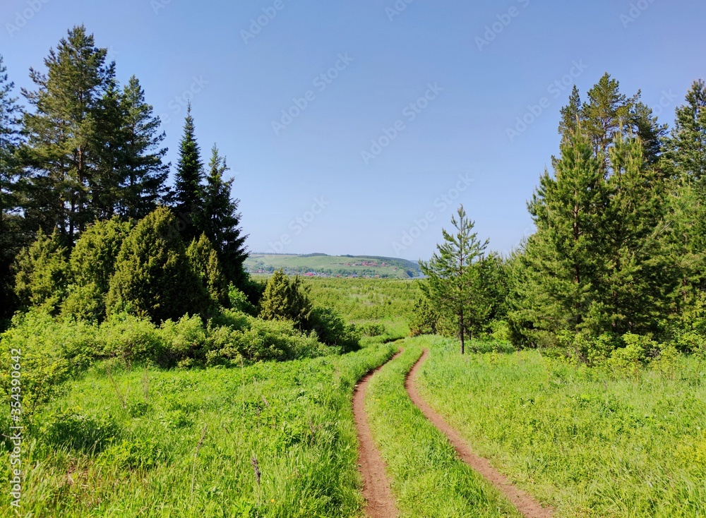 Obraz premium country road from the forest in a field between green trees on a background of blue sky on a sunny day