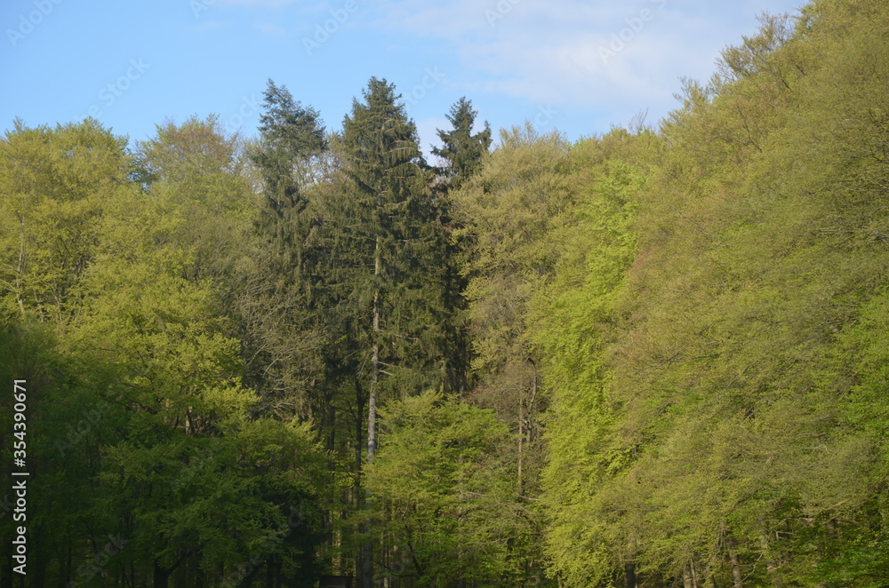 Korony drzew. Piękny widok Korony drzew. Piękny widok