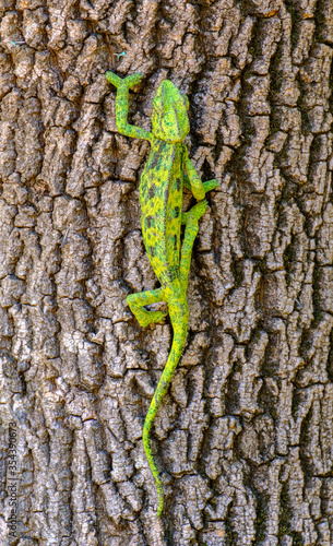 chameleon lizard on a tree