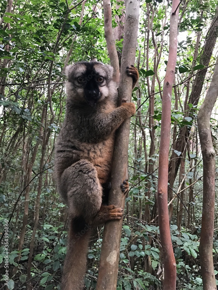 Obraz premium cute lemur in the rainforest of Madagascar