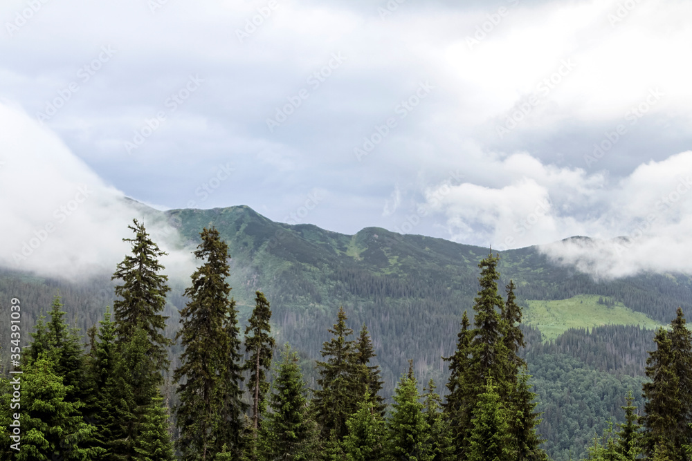 Mountain forest in the fog. Hiking travel outdoor concept panoramic view. Ukrainian Carpathian Mountains, Ukraine Mountain forest in the fog. Hiking travel outdoor concept panoramic view. Ukrainian Carpathian Mountains, Ukraine