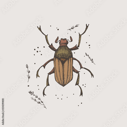 Hand-drawn chafer beetle on a light isolated background. Insect vector illustration in vintage style. Design element for zoological composition, poster, cover, brochure.