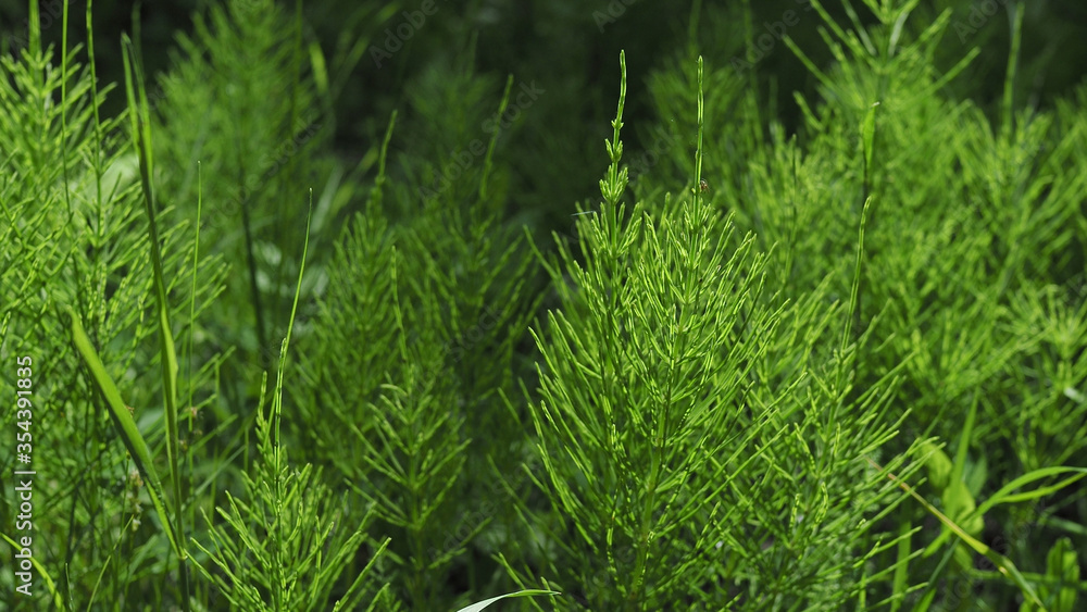 Forest horsetail in the shade of trees in summer. medicinal plant horsetail forest and field. Horsetail meadow view from above. Green grass background in eco-style Forest horsetail in the shade of trees in summer. medicinal plant horsetail forest and field. Horsetail meadow view from above. Green grass background in eco-style