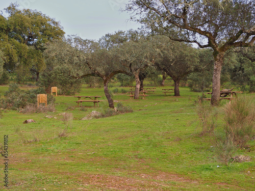 Picnic area in oak pasture