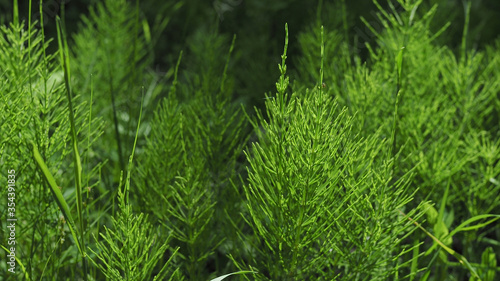Forest horsetail in the shade of trees in summer. medicinal plant horsetail forest and field. Horsetail meadow view from above. Green grass background in eco-style