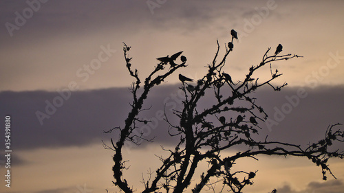 Swallows backlit on dry tree