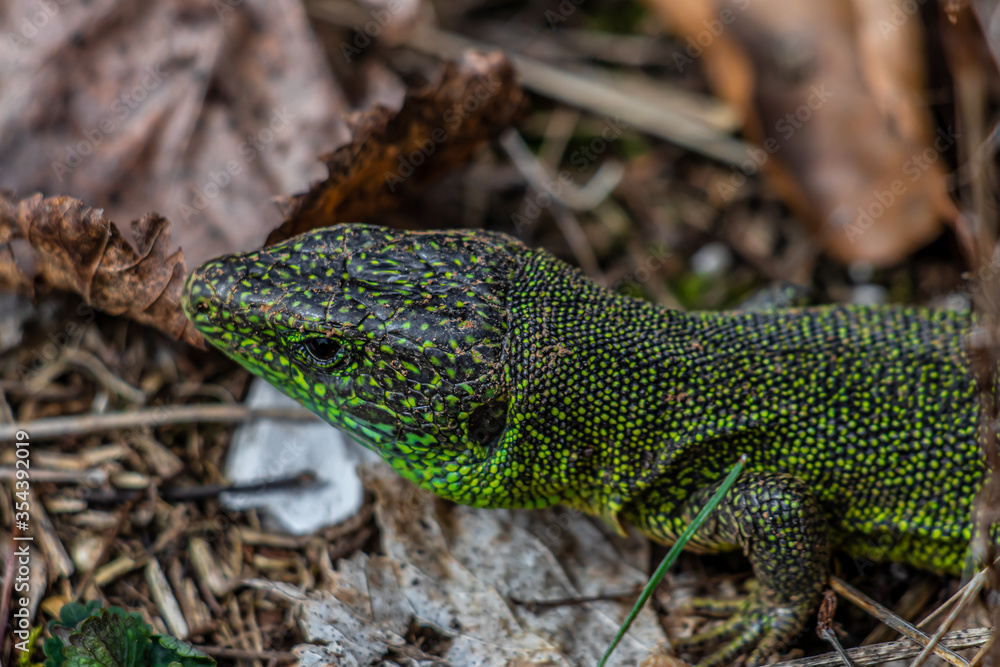 Fototapeta premium European green lizard close up