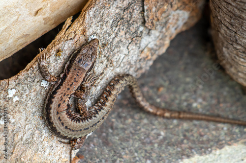 Common wall lizard close up photo