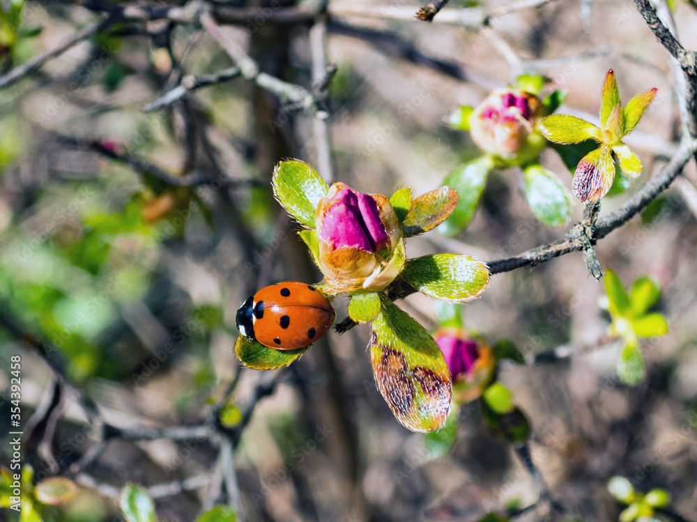 Obraz premium A ladybird on a flower leaf
