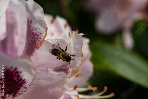 rhododendron with bee an dew