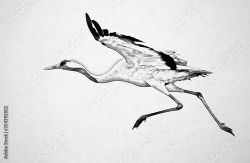 Common crane (Grus grus) bird sketch