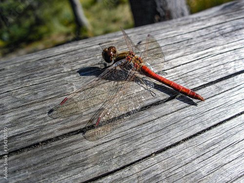 A red dragonfly on a grey wooden table