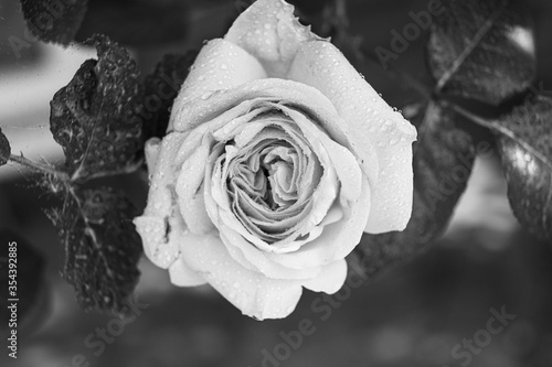rose with dew macro in black an withe