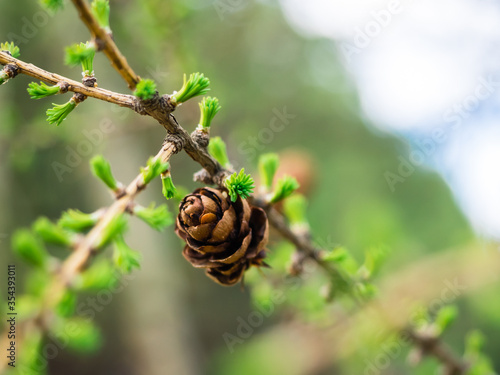 Young larch branches with a cone close-up. Early spring, young shoots sprout on a larch branch, on a blurred background. Spring background or screensaver