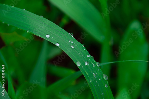 green fresh grass with drops of morning water dew after rain, nature background with raindrop, backdrop leaf plant closeup, flora macro 