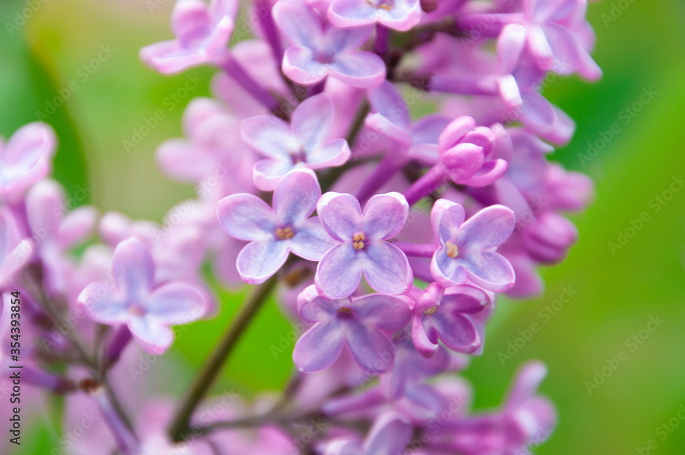 blooming lilac close up macro on a green background blooming lilac close up macro on a green background
