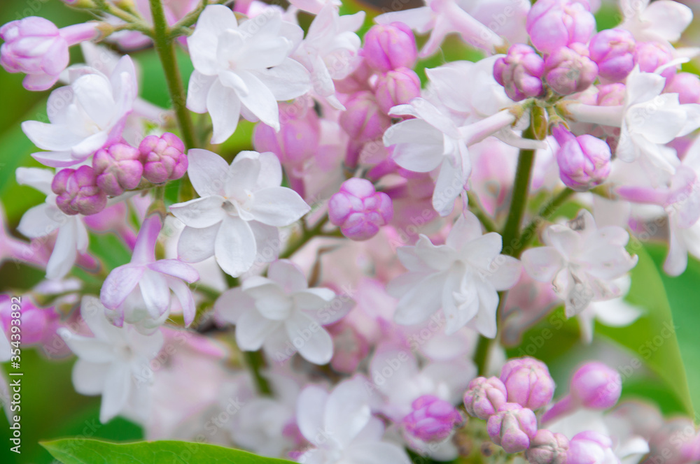 blooming lilac close up macro on a green background blooming lilac close up macro on a green background