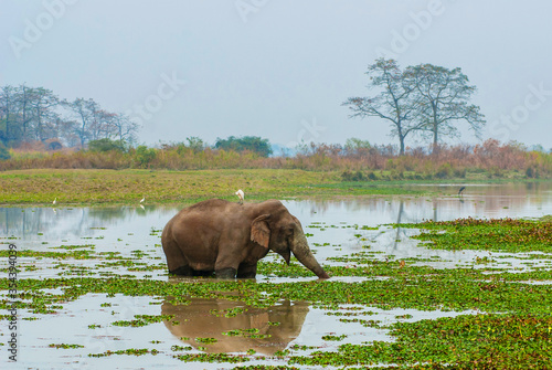 An Asian elephant with a white heron on its back in a lake covered with green leaves.