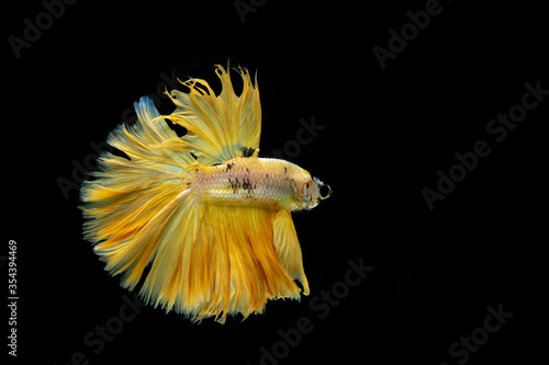 Siamese fighting fish.Multi color fighting fish isolated on black background. 